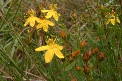 Hypericum linariifolium