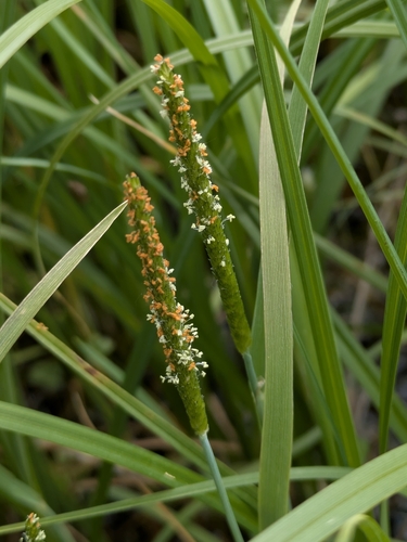 short-awn foxtail