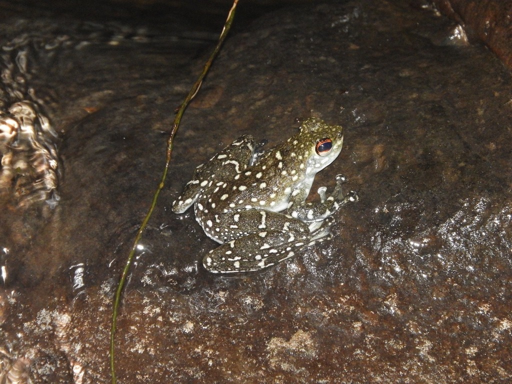 Katak-lambai Tapak-lebar (Staurois latopalmatus)