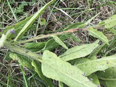 Asclepias lanuginosa