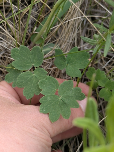 Veiny Meadow-rue