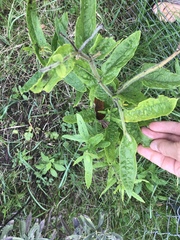 Asclepias lanuginosa