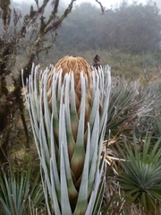 Puya dasylirioides image