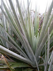 Puya dasylirioides