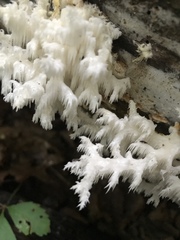 Hericium americanum