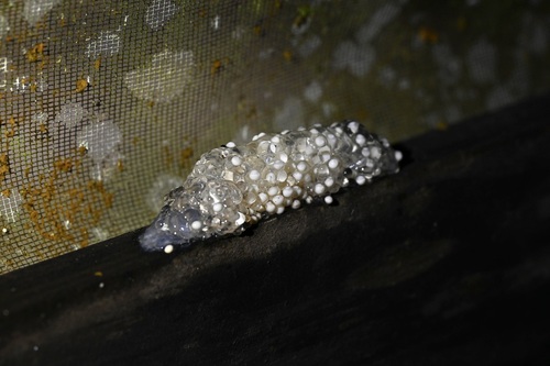 Leaf-nesting Frog, Phyllomedusa trinitatis
