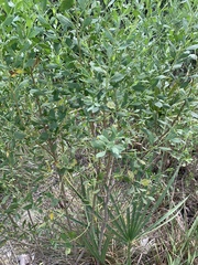Baccharis halimifolia image