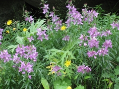 Chamaenerion colchicum