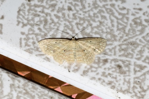 Scopula apparitaria