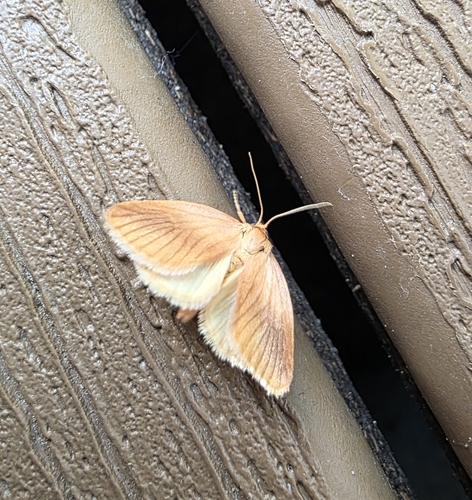 Early Button Slug Moth photo 5