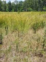 Rhynchospora inexpansa