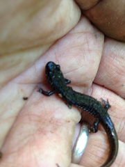 Desmognathus fuscus