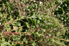 Beta trigyna