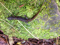 Desmognathus fuscus
