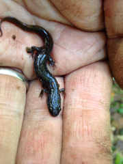 Desmognathus fuscus