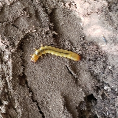 Dendroides canadensis