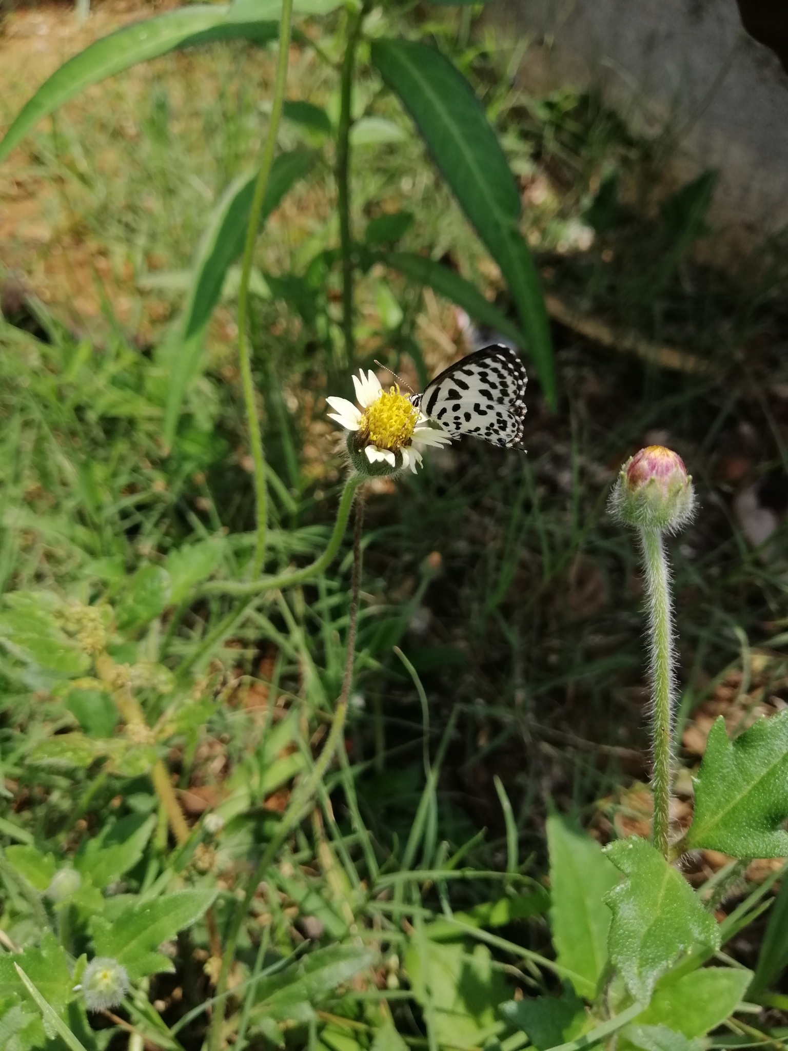 Common Pierrot
