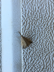 Trigonistis demonias