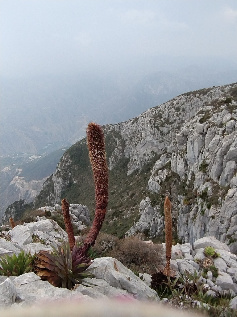 Agave muxii (Rain God Agave, Purple Spike Agave)