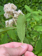 Spiraea × pyramidata, photograph author not stated, no rights reserved