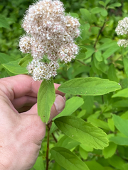 Spiraea × pyramidata, photograph author not stated, no rights reserved