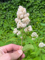 Spiraea × pyramidata, photograph author not stated, no rights reserved