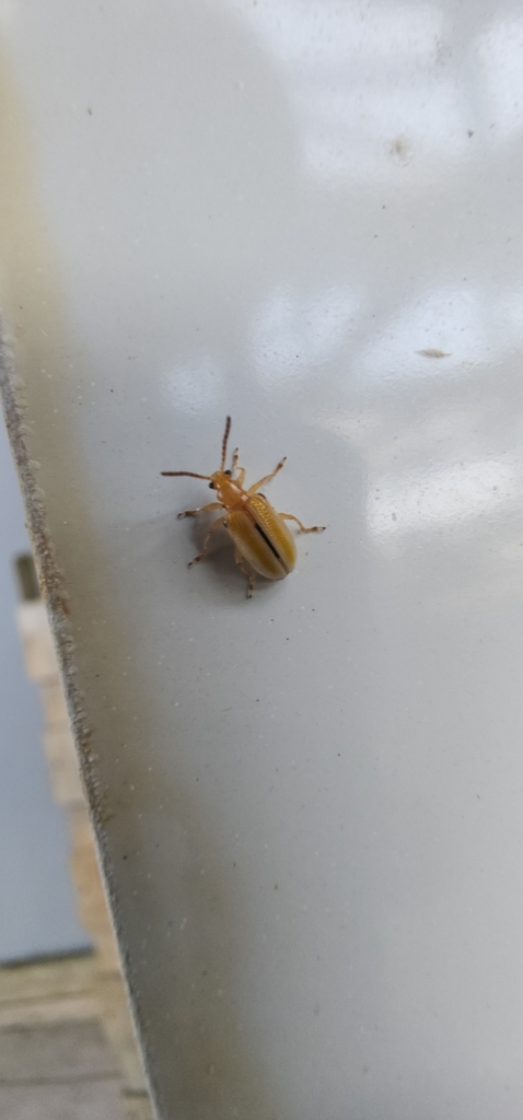 Lema pubipes