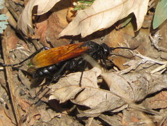 Calopompilus pyrrhomelas