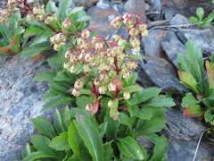 Artemisia pedunculosa