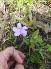 Ruellia pinetorum