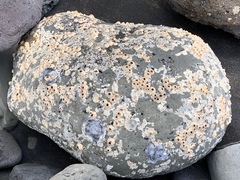 Notobalanus vestitus