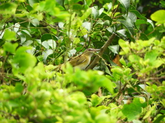 Vireo flavoviridis