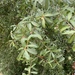 Quercus laurifolia - Photo (c) elledouard, osa oikeuksista pidätetään (CC BY-NC)