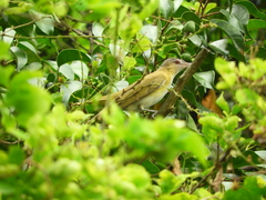 Vireo flavoviridis