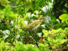 Vireo flavoviridis