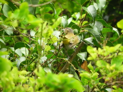Vireo flavoviridis