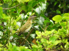 Vireo flavoviridis