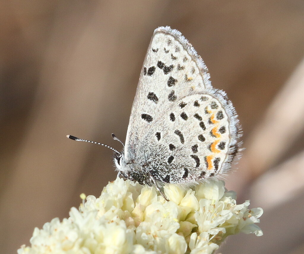 Columbian Blue
