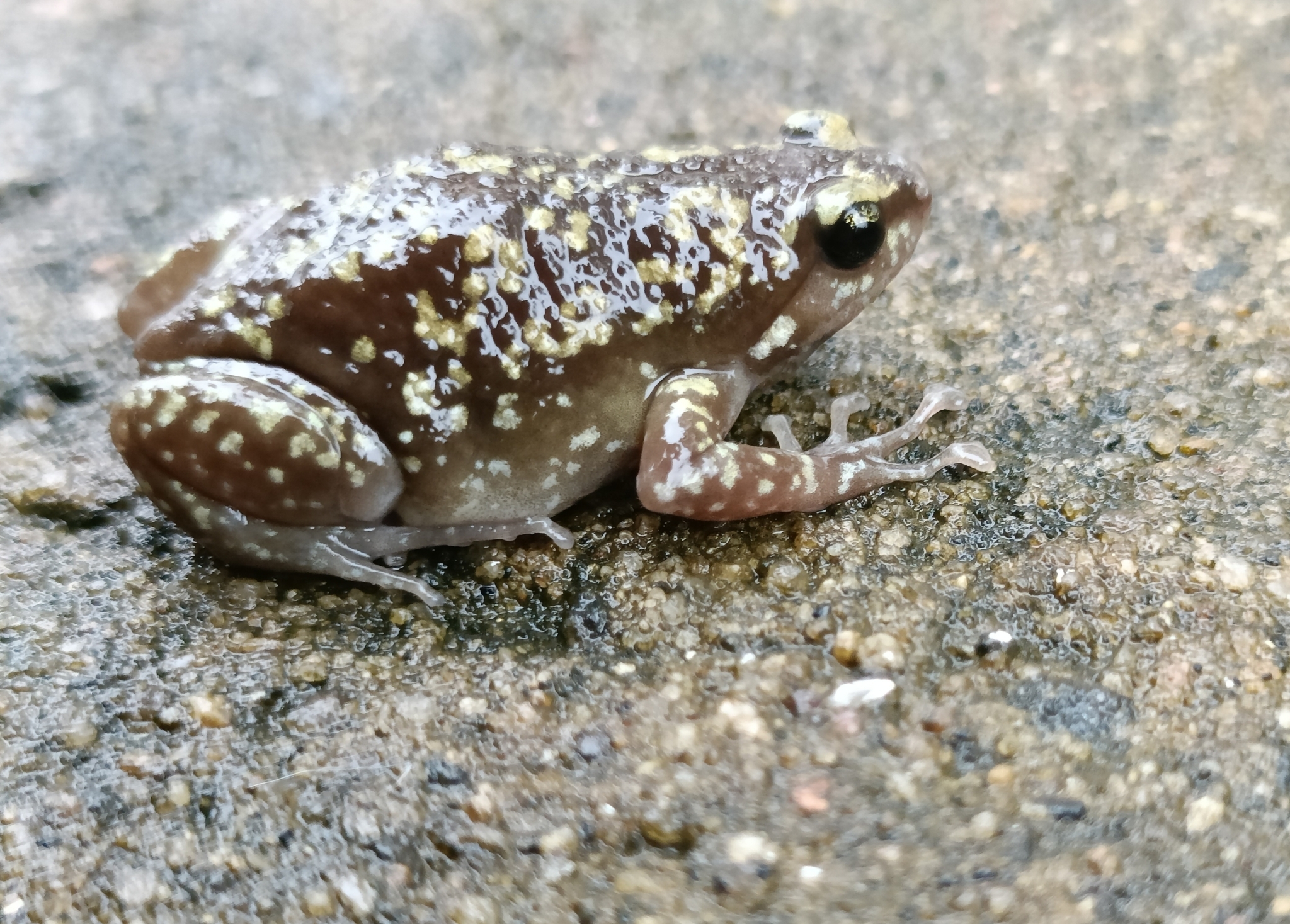 Variegated Balloon Frog
