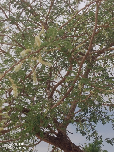 Piptadenia retusa