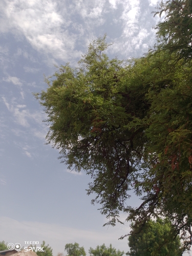 Tamarind
