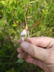 Cleistesiopsis oricamporum