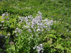 Campanula lactiflora