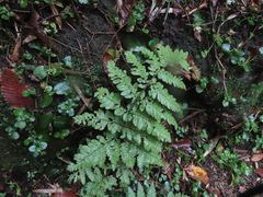Megalastrum spectabile, photograph (c) Eric Schmidt, some rights reserved (CC BY)