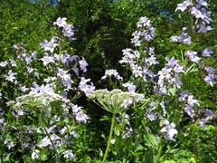 Campanula lactiflora