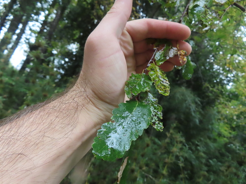 Nothofagus obliqua, photographed by an iNaturalist contributor