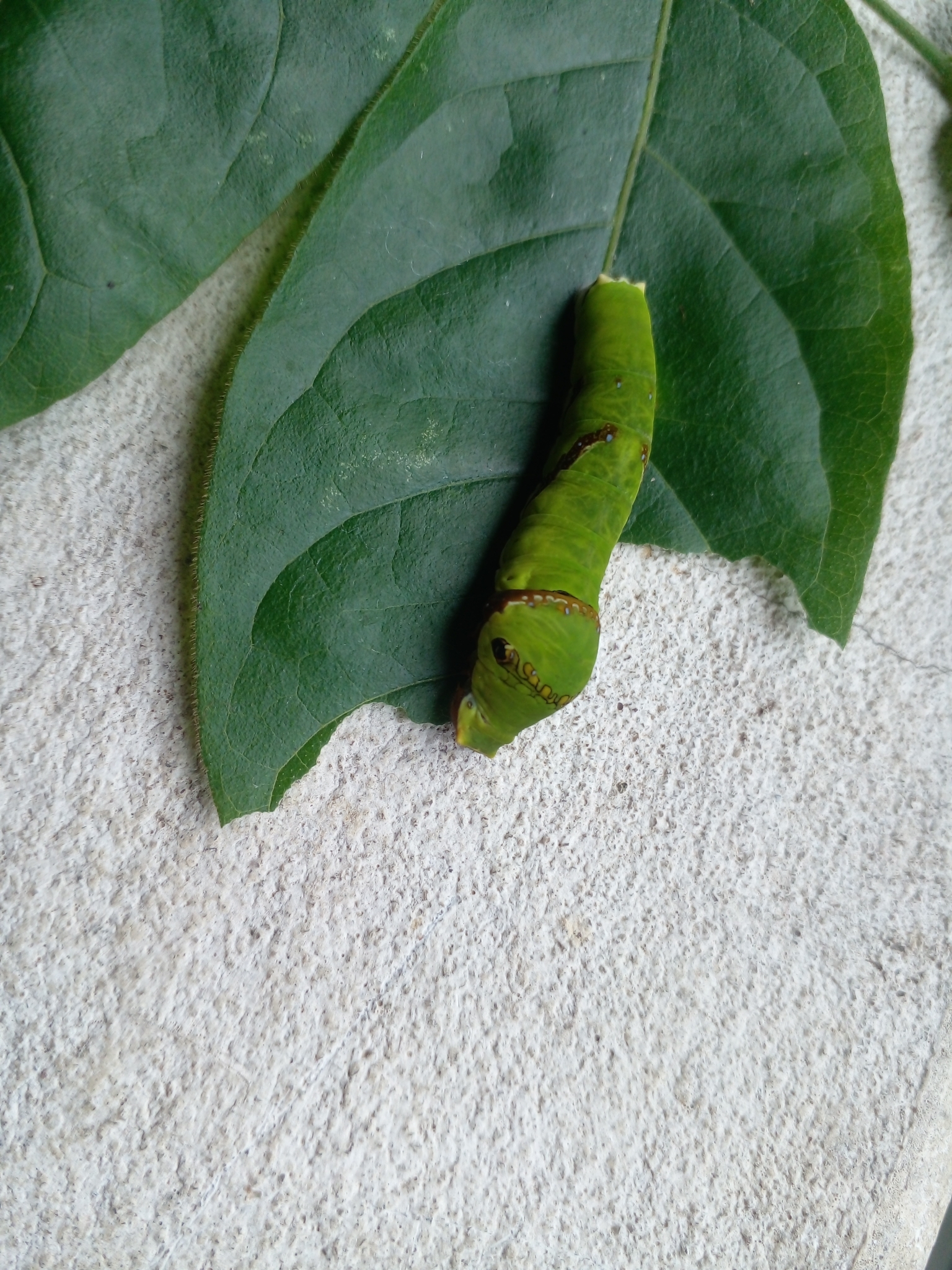 Lime Swallowtail