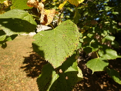 Paracercosporidium microsorum