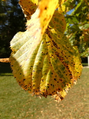 Paracercosporidium microsorum