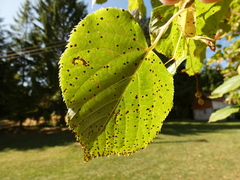 Paracercosporidium microsorum